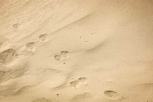 Photo Sand Background Texture — 스톡 사진