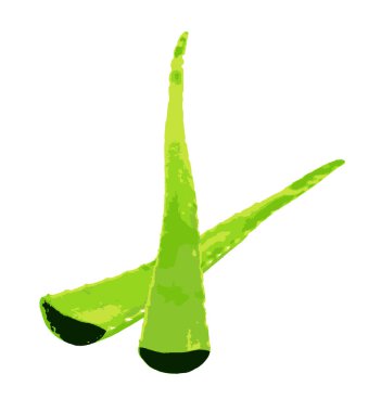 Aloe vera bitkisi beyaz arka planda izole edilmiş. Aloe vera, Aloe cinsinin sulu bir bitki türüdür. Tarım ve tıbbi kullanım için yetiştirilir.