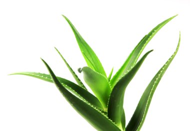 Aloe vera bitkisi beyaz arka planda izole edilmiş. Aloe vera, Aloe cinsinin sulu bir bitki türüdür. Tarım ve tıbbi kullanım için yetiştirilir.