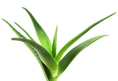 Aloe vera bitkisi beyaz arka planda izole edilmiş. Aloe vera, Aloe cinsinin sulu bir bitki türüdür. Tarım ve tıbbi kullanım için yetiştirilir.