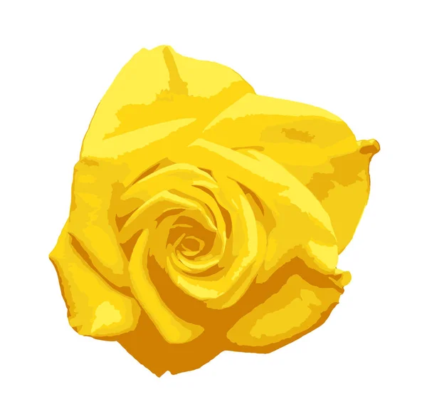 Κίτρινο Τριαντάφυλλο Απομονωμένο Λευκό Φόντο Ένα Τριαντάφυλλο Είναι Ένα Ξυλώδες — Φωτογραφία Αρχείου