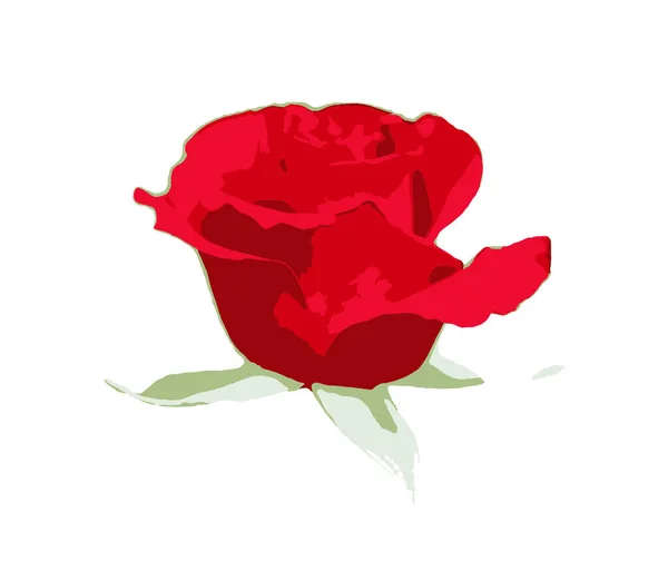 Red Rose Isolated White Background Rose Woody Perennial Flowering Plant — Stock Photo, Image