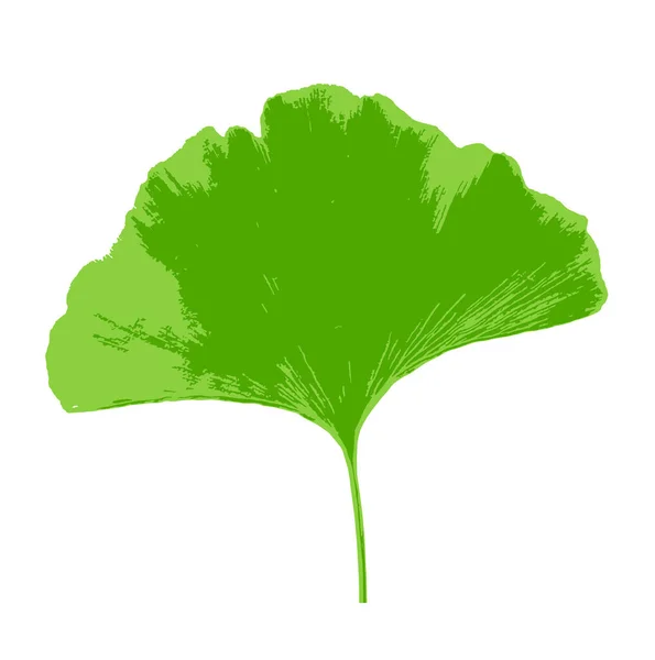 Hoja Ginkgo Biloba Aislada Sobre Fondo Blanco Ginkgo Biloba Comúnmente — Foto de Stock