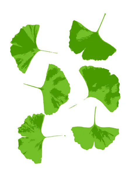 银杏叶在白色背景上被分离出来 Ginkgo Biloba 通常被称为银杏 Ginkgo 或银杏 Gingko 也被称为枫树 Maidenhair Tree — 图库照片