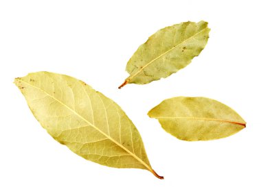 Beyaz arka planda kuru defne yaprağı. Laurus nobilis.