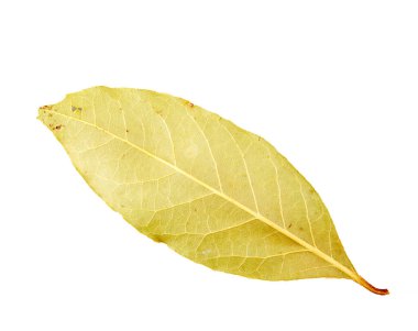 Beyaz arka planda kuru defne yaprağı. Laurus nobilis.