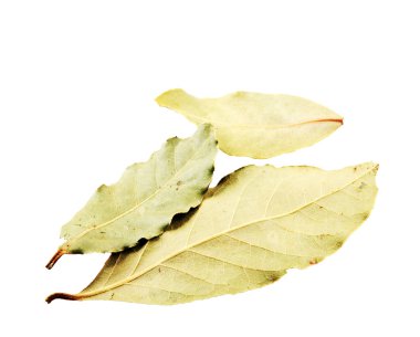Beyaz arka planda kuru defne yaprağı. Laurus nobilis.