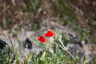 Deniz kenarındaki güzel bahar gelinciği