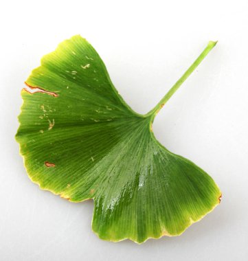 Ginkgo Biloba Yaprağı Beyaz Arkaplana Karşı