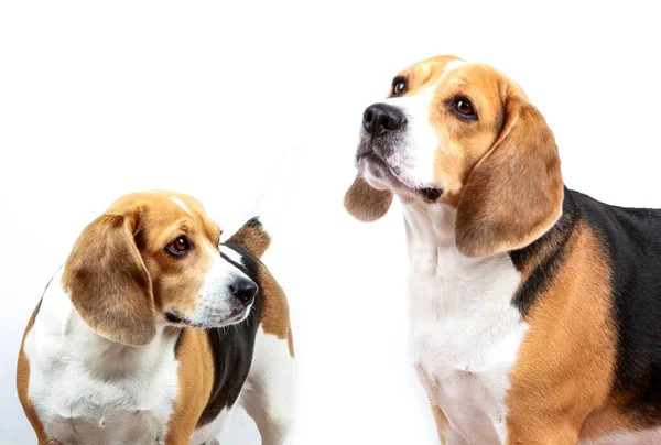 Beagle Hond Tegen Witte Achtergrond — Stockfoto