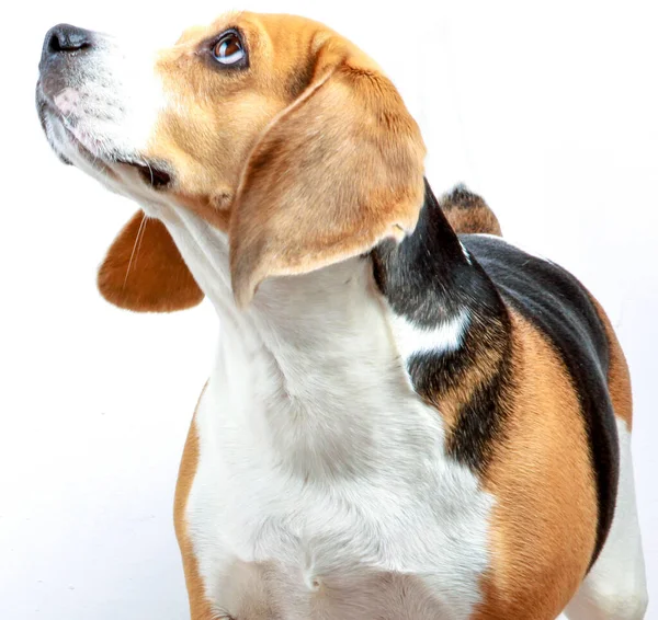 Beagle Cane Contro Sfondo Bianco — Foto Stock