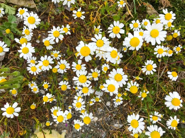 Bellis Perennis Common European Species Daisy Family Asteraceae — Stock Photo, Image