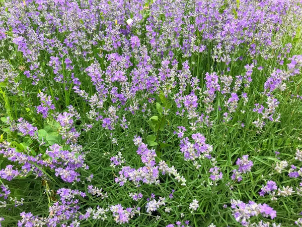 Lavandula Arkaplanının Resmi Lavandula Bilinen Adıyla Lavanta Naneli Bitki Familyasından — Stok fotoğraf