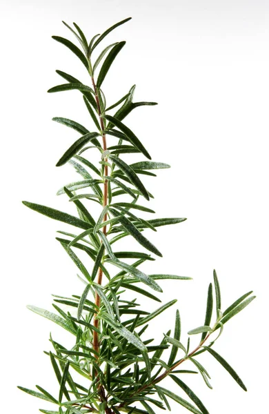 Fresh Rosemary Herb White Background — Stock Photo, Image