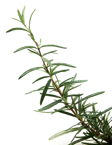 Fresh Rosemary Herb White Background — Stock Photo, Image