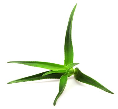 Aloe vera bitkisi beyaz arka planda izole edilmiş. Aloe vera, Aloe cinsinin sulu bir bitki türüdür. Tarım ve tıbbi kullanım için yetiştirilir.