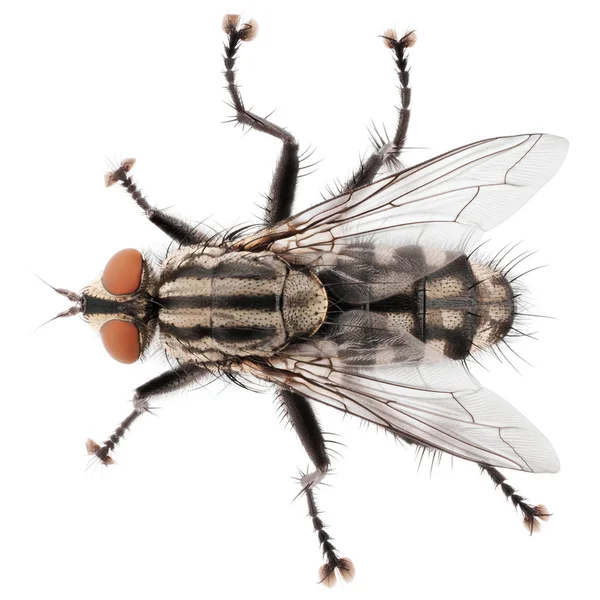 매크로 하우스 곤충의 — 스톡 사진