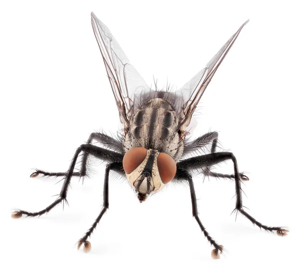 Macro Shot Fly Isolated White Background Front View House Fly — Stock Photo, Image