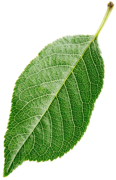 Вишневий Зелений Лист Ізольований Білому Тлі Відсічним Контуром — стокове фото