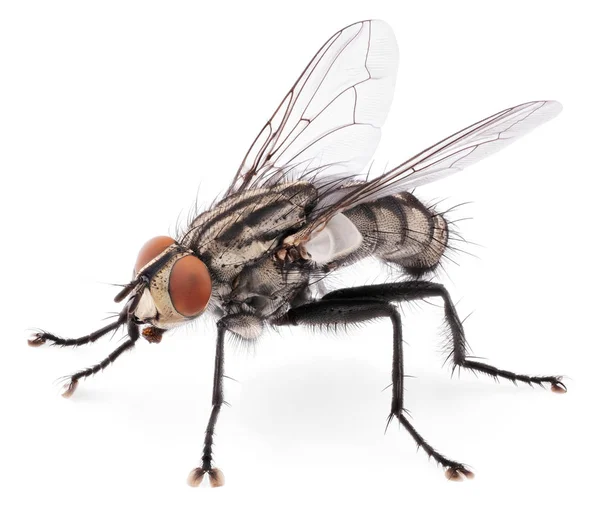 Macro Shot Fly Isolated White Background Front View House Fly — Stock Photo, Image