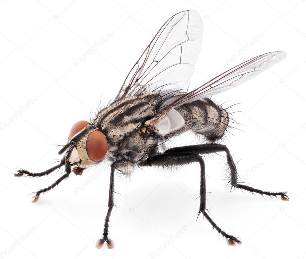 A macro shot of fly isolated on white background. Front view of house fly insect