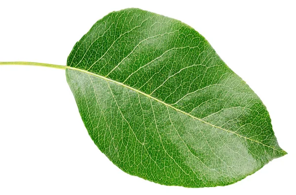 Feuille verte de poire isolée sur blanc — Photo