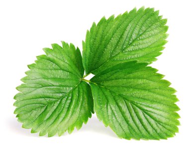 beyaz izole çilek yaprak yeşil