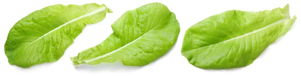 Set Lettuce Green Leaf Salad Isolated White Background — Stock Photo, Image