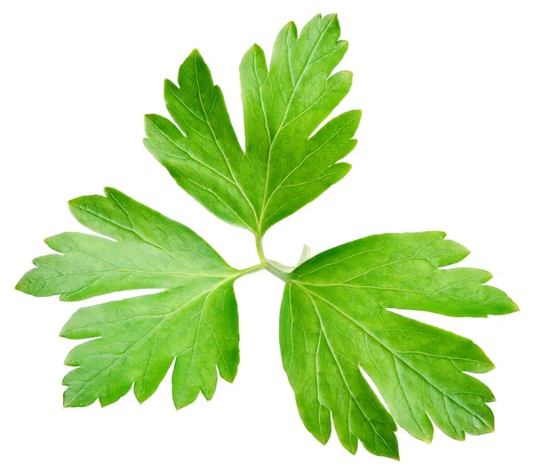 Zahradní Petrželová Bylina Cilantro Zelený List Izolované Bílém Pozadí Výstřižkem — Stock fotografie