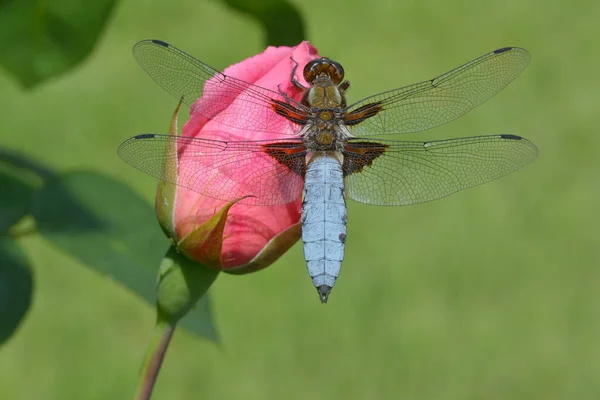 Επίπεδο Πυθμένα Dragonfly Στην Κινηματογράφηση Πρώτο Πλάνο — Φωτογραφία Αρχείου