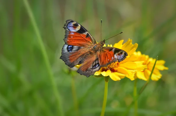 Papillon Paon Sur Fleur Pissenlit — Photo