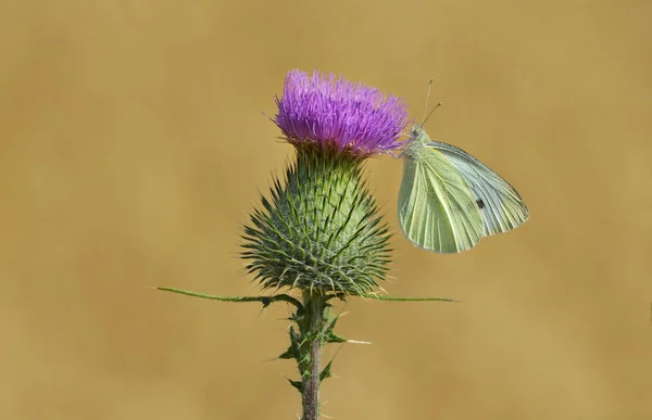 アザミの花に白い蝶 — ストック写真