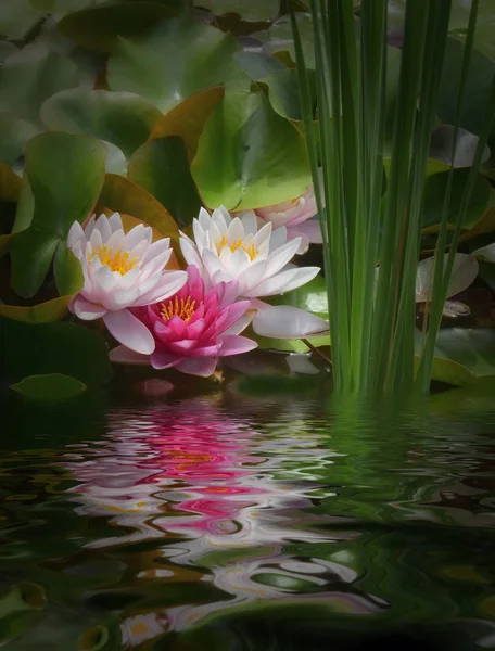 Three Water Lilies Different Colors Stock Picture