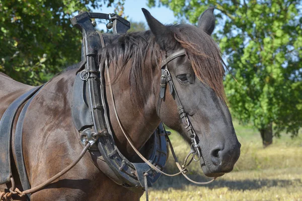 Retrato Cavalo Trabalho Com Freio — Fotografia de Stock