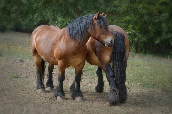 牧草地に つのドラフト馬 — ストック写真