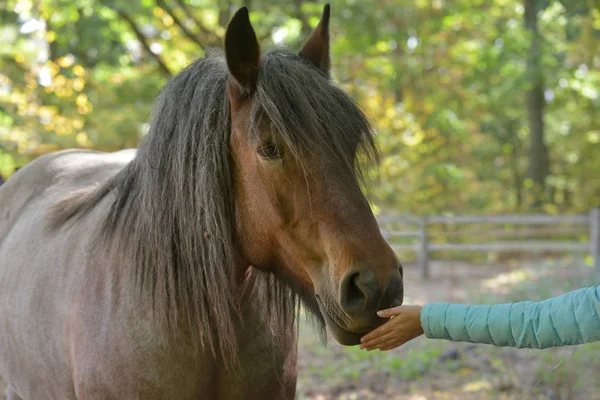 手のストロークの馬 — ストック写真