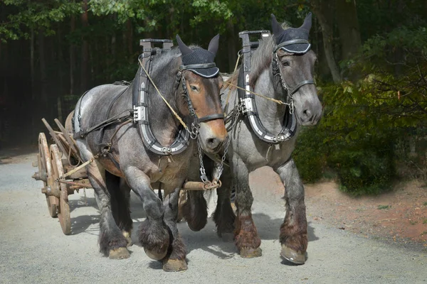 Zespół Konie Koni Zimnokrwistych — Zdjęcie stockowe