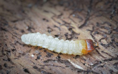bir larva kabukları böcek gelen