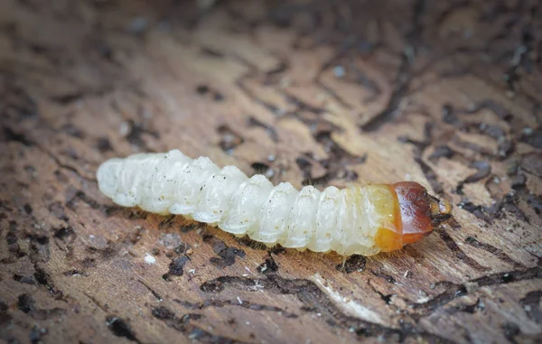 Uma Larva Besouro Casca — Fotografia de Stock