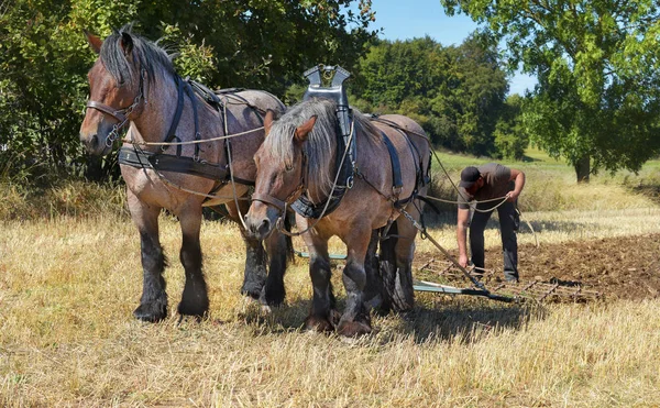 Dwa Konie Pociągowe Pracy Terenie — Zdjęcie stockowe