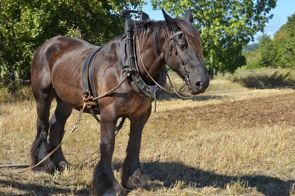 Caballo Batalla Campo Imágenes de stock libres de derechos