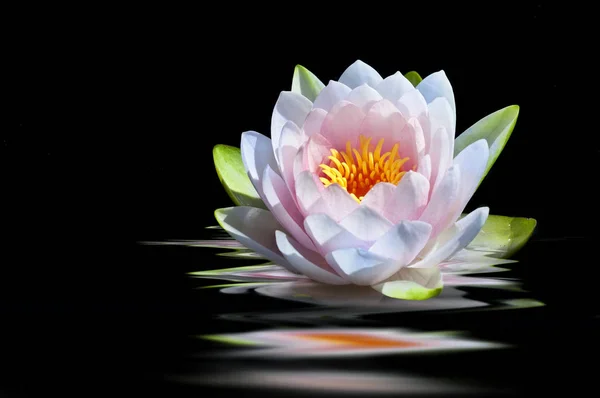 Roze Water Lily Met Reflectie — Stockfoto