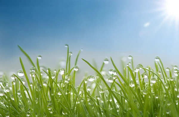 Gras Mit Tautropfen Und Sonne lizenzfreie Stockbilder