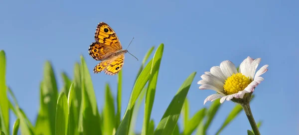 蝶と草でヒナギク — ストック写真