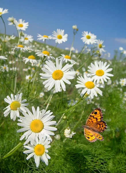 Campo Margarita Con Mariposa —  Fotos de Stock