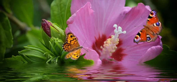 Flor Hibisco Con Dos Mariposas Agua —  Fotos de Stock