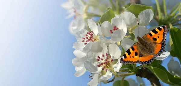 梨の花に蝶のバナーとして — ストック写真