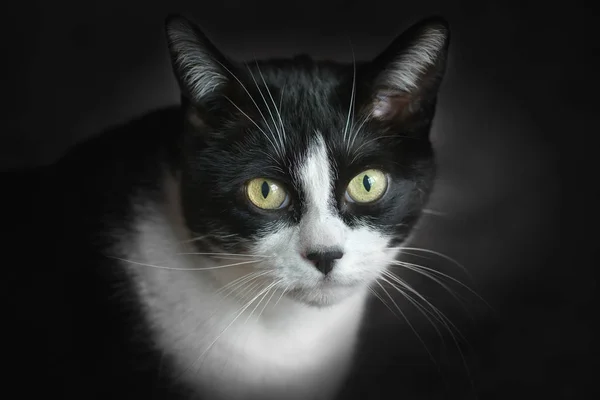 Gato Blanco Negro — Foto de Stock