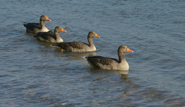 Greylag Geese Swim Row — Stock Photo, Image