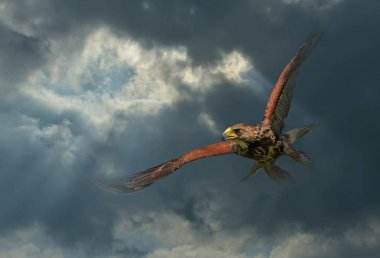 Raptor bulutların altında uçar